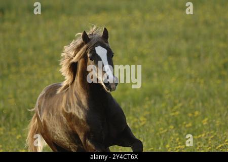 Welsh pony stallion in the dandelion Stock Photo