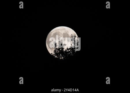 Birmingham, UK. 17th Sep, 2024. A full harvest moon rises behind an oak tree, near the south suburbs of Birmingham, UK. Credit: Peter Lopeman/Ģ����ý Live News Stock Photo