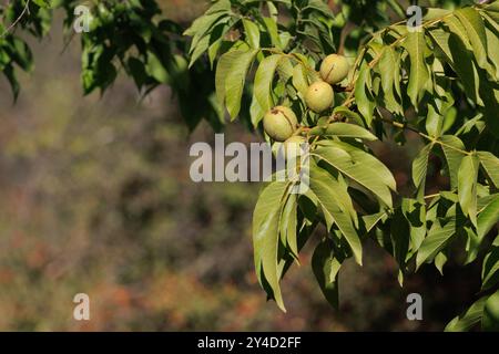 Walnuts ripening on the walnut tree, Bocairent, Spain Stock Photo