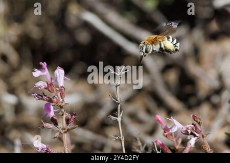 Rolling shutter effect of electronic shutter on bee wings Amegilla quadrifasciata flying, Bocairent, Spain Stock Photo