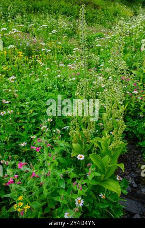 Wildflowers grow in abundance along Damfino Lakes Trail, Mount Baker, Washington.  Drizzle and overcast skies make the colors pop. Stock Photo