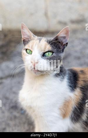 Portrait of calico cat with green eyes in the Old Town of Split, Croatia Stock Photo