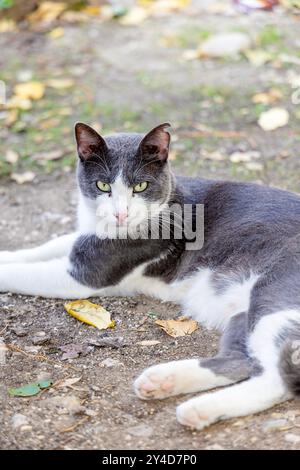 Homeless cat relaxing on Marmontova Street, Old Town, Split, Croatia Stock Photo