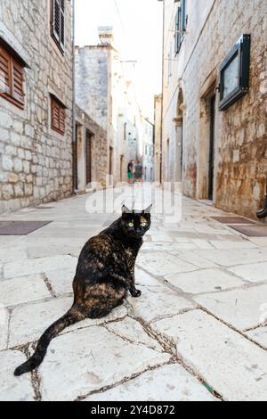 Tortoiseshell cat sitting in a narrow alley in Stari Grad village, Hvar Island, Croatia Stock Photo