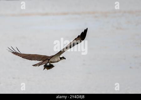 A bird is flying over a body of water, possibly catching a fish. The scene is peaceful and serene, with the bird soaring high in the sky Stock Photo