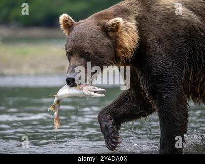 Alaskan Brown Bear with salmon; Katmai National Park and Preserve, Alaska. Stock Photo
