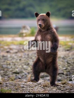 Brown Bear cub standing; Katmai National Park and Preserve, Alaska. Stock Photo