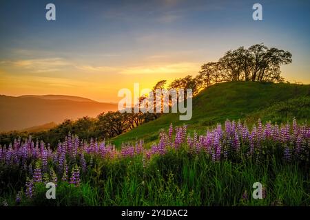 Lupine and oak trees at Bald Hills, Redwood and National State Parks, California. Stock Photo