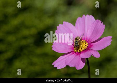 Hoverfly Syrphus ribesh on Pink Cosmos Daisy Stock Photo