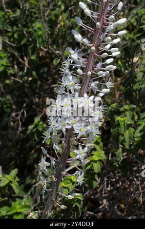 Maritime Squill, Sea Squill, Squill or Sea Onion, Drimia maritima (syn. Urginea maritima), Asparagaceae.  Europe, western Asia, and northern Africa. Stock Photo