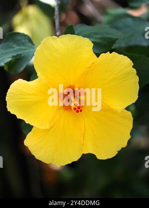 Yellow Tropical Hibiscus, Hibiscus rosa-sinensis 'Fort Myers Yellow', Malvaceae. Stock Photo