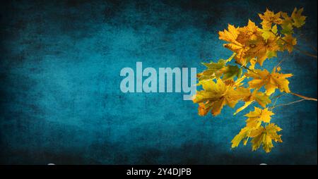 Beautiful yellow maple leaves in autumn, a studio closeup on abstract vignetted teal background with empty copy space Stock Photo