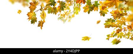 Gorgeous autumn foliage from maple, studio isolated on pure white background, with some colorful leaves on a branch and some falling, panoramic banner Stock Photo