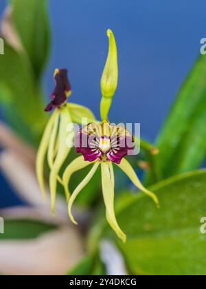 Clamshell Orchid flowers  closeup Stock Photo