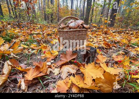 Wickered basket of wild edible mushrooms standing on moss-grown soil Stock Photo