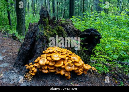 Large cluster of Jack-O'Lantern Mushrooms (Omphalotus illudens) growing on tree stump - Pisgah National Forest- Brevard, North Carolina, USA Stock Photo