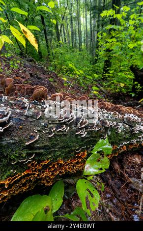 Turkey Tail Mushrooms (Trametes versicolor) and False Turkey Tail Mushrooms (Stereum sp.) growing on fallen log - Pisgah National Forest, near Brevard Stock Photo