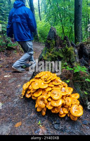 Hiker walking by a large cluster of Jack-O'Lantern Mushrooms (Omphalotus illudens) on Sycamore Cove Trail in Pisgah National Forest- Brevard, North Ca Stock Photo