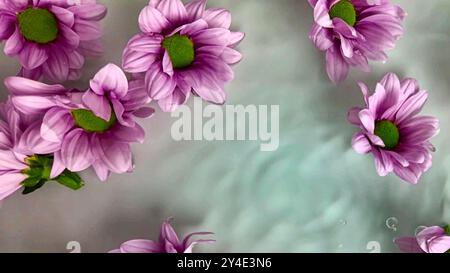 Super slow moving chrysanthemum flowers in water. Chrysanthemum flowers moving in water Stock Photo