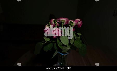 Blossoming bouquet of roses on dark background. Roses on black background. Noir vibe Stock Photo