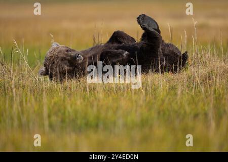 Brown bear rolling and stretching, Lake Clark National Park, Alaska Stock Photo