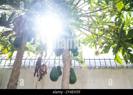 Papaya in the tree (Carica papaya) at the edible forest, a permaculture vegetable garden at Lycee Lyautey in Casablanca, Morocco on 20 October 2023. T Stock Photo