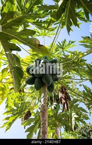Papaya in the tree (Carica papaya) at the edible forest, a permaculture vegetable garden at Lycee Lyautey in Casablanca, Morocco on 20 October 2023. T Stock Photo