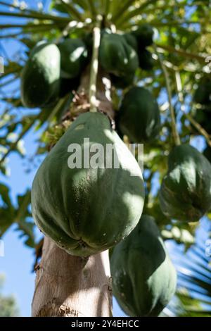 Papaya in the tree (Carica papaya) at the edible forest, a permaculture vegetable garden at Lycee Lyautey in Casablanca, Morocco on 20 October 2023. T Stock Photo