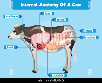 Labeled diagram of cow's internal organs Stock Vector