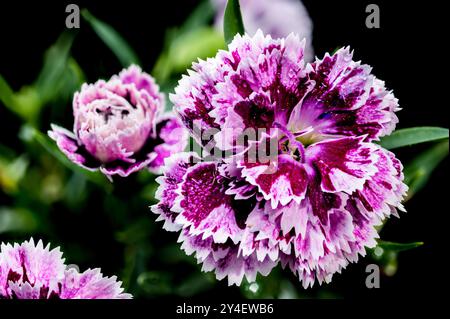 Beautiful Blooming pink Carnation Dia Deur Sissy isolated on a black background. Flower head close-up. Stock Photo