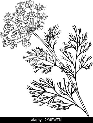 Dill Plant with Flowers Outline Illustration Stock Vector Image & Art ...