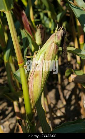 maize cobs growing on plants, norfolk, england Stock Photo