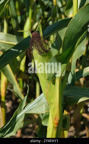 maize cobs growing on plants, norfolk, england Stock Photo