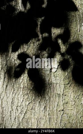 shadow of leaves on tree trunk bark Stock Photo