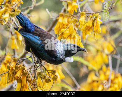 Tui bird perched on the Kowhai branch full of yellow flowers. Auckland. Stock Photo