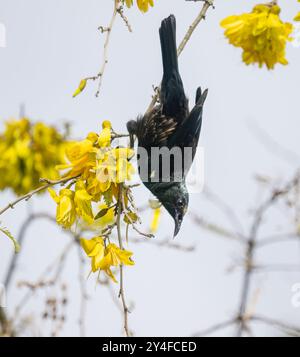 Tui perched upside down and fed on the nectar of yellow Kowhai flowers. Stock Photo
