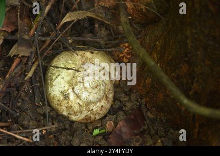 white big snail shell after death on dirt in forest Stock Photo
