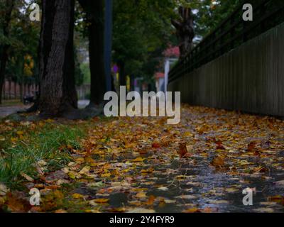 Fallen yellow autumn leaves lie on the road in rain puddles. Late autumn landscape. Stock Photo