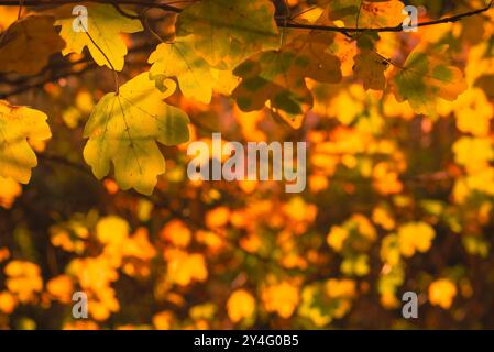 Oak branches with late summer leaves through which warm, silky light shines, warm sun rays flood a canopy of leaves Stock Photo