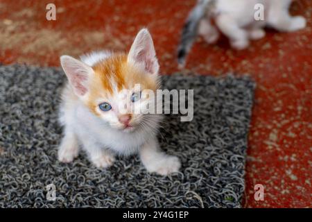Beautiful cute white and golden color Kitten looking at the camera curiously No 2 Stock Photo