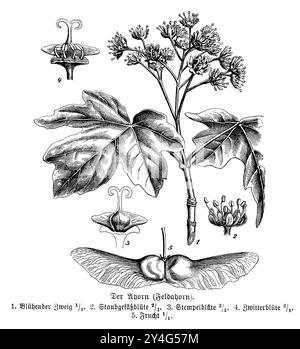 field maple, Flowering branch (1), stamen flower (2), pistil flower (3), hermaphrodite flower (4), fruit (5)., Acer campestre, anonym (schoolbook, 1899), Feldahorn, 1. Blühender Zweig, 2. Staubgefässblüte, 3. StempelBlüte, 4. Zwitterblüte, 5. Frucht, Érable champêtre, 1. rameau fleuri, 2. fleur d'étamine, 3. fleur de pistil, 4. fleur hermaphrodite, 5. fruit Stock Photo