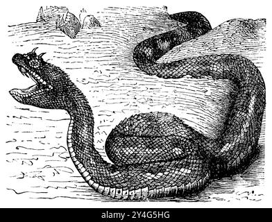 Sahara Sand Viper, Cerastes vipera,  (religion history book, 1885), Avicennaviper, vipère d'Avicenne Stock Photo