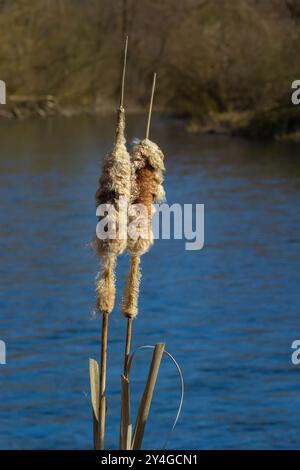 Cattails bulrush Typha latifolia beside river. Closeup of blooming ...