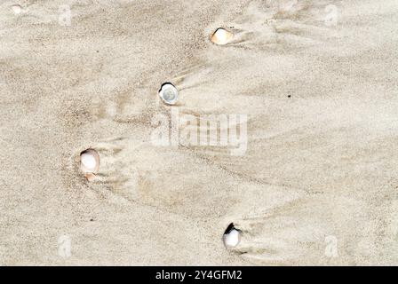 Seashells On Beach Sand Tidal Patterns | DAUFUSKIE ISLAND, South Carolina — Scattered seashells anchor small sand tails on a tidal beach, each shell acting as a wind-and-water break that traps a wedge of fine sediment behind it. The comet-shaped tails show the direction of the retreating tide, a common erosional pattern on barrier-island beaches along the South Carolina coast. Stock Photo