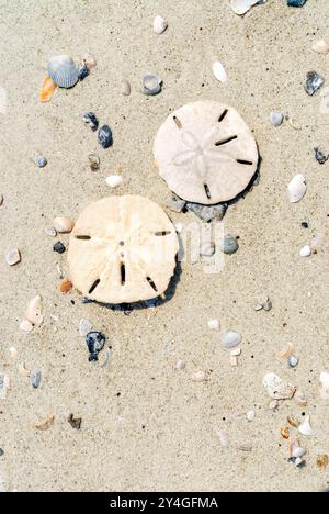 Sand Dollars On Beach Daufuskie Island South Carolina | DAUFUSKIE ISLAND, South Carolina — Two sand dollars rest side by side on the beach amid scattered shells, their pale five-petaled patterns exposed to view. These flattened skeletons, or tests, of burrowing sea urchins are common finds along Atlantic shorelines. Daufuskie Island, reachable only by boat in South Carolina's Lowcountry, remains largely undeveloped. Stock Photo