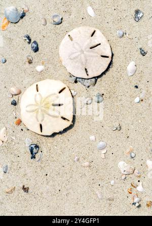 Sand Dollars On Beach Daufuskie Island South Carolina | DAUFUSKIE ISLAND, South Carolina — A second pair of sand dollars lies on wet sand, their fine surface ridges catching the light beside a scatter of small mollusk shells. Native to sandy coastal shallows along the Atlantic seaboard, these urchin skeletons are among the most recognizable beachcombing finds in the Lowcountry. Daufuskie Island's beaches are accessible only by ferry or private boat. Stock Photo