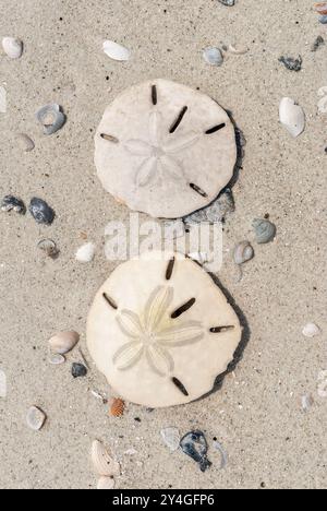 Sand Dollars On Beach Daufuskie Island South Carolina | DAUFUSKIE ISLAND, South Carolina — Two sand dollars sit stacked vertically on the sand, one bleached white and one still showing a faint golden tint from residual spines. Found widely along the Atlantic coast, this species, Mellita quinquiesperforata, burrows in shallow sandy shoals before its skeleton eventually washes ashore. Daufuskie Island's beaches, part of South Carolina's Lowcountry, see relatively little foot traffic. Stock Photo
