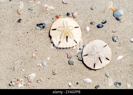 Sand Dollars On Beach Daufuskie Island South Carolina | DAUFUSKIE ISLAND, South Carolina — A close view of two sand dollars, one showing its intact velvety spine pattern, rests on sand strewn with small shells at Daufuskie Island. Also called sea biscuits or sea cookies, these flattened urchin skeletons are keyed to the species Mellita quinquiesperforata found along the southeastern Atlantic coast. The island's remote beaches remain accessible only by water. Stock Photo
