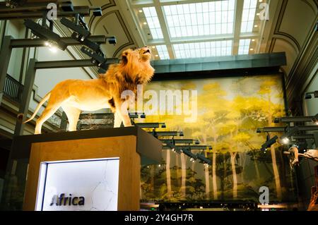 WASHINGTON DC, United States — The Kenneth E. Behring Family Hall of Mammals at the Smithsonian's National Museum of Natural History showcases an extensive collection of preserved mammal specimens. The exhibition features carefully crafted dioramas and displays that demonstrate the diversity of mammalian life. These scientifically accurate presentations serve both educational and research purposes. Stock Photo