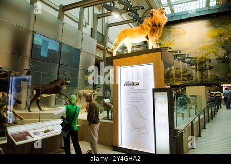 WASHINGTON DC, United States — The Kenneth E. Behring Family Hall of Mammals at the Smithsonian's National Museum of Natural History showcases an extensive collection of preserved mammal specimens. The exhibition features carefully crafted dioramas and displays that demonstrate the diversity of mammalian life. These scientifically accurate presentations serve both educational and research purposes. Stock Photo